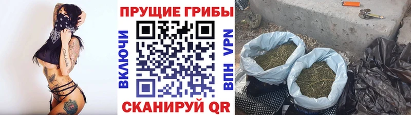 ссылка на мегу ссылки  купить наркотик  Бологое  shop какой сайт  Псилоцибиновые грибы мицелий 
